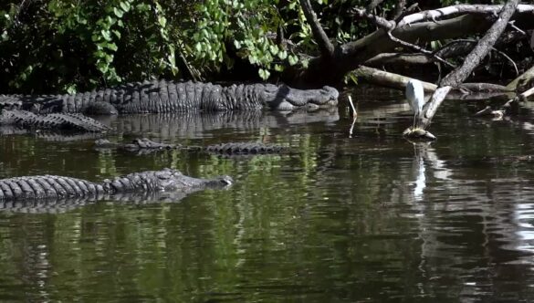 American Alligators