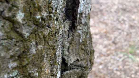 Army Ants on Tree