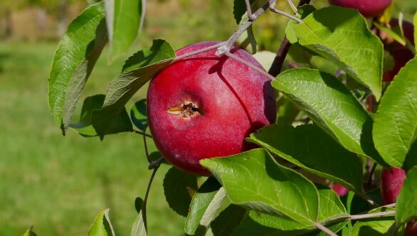 Apple Tree