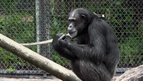 Chimpanzee at Zoo