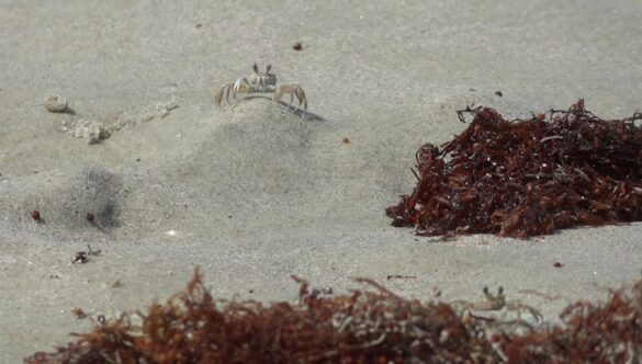 Crab on a Sand Beach