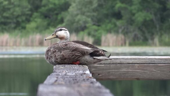 Duck on Lake Bridge