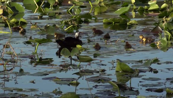 Ducks Swimming in a Pond