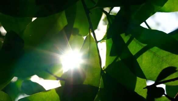 Sunshine Through Leaves