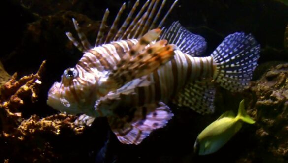 Lionfish