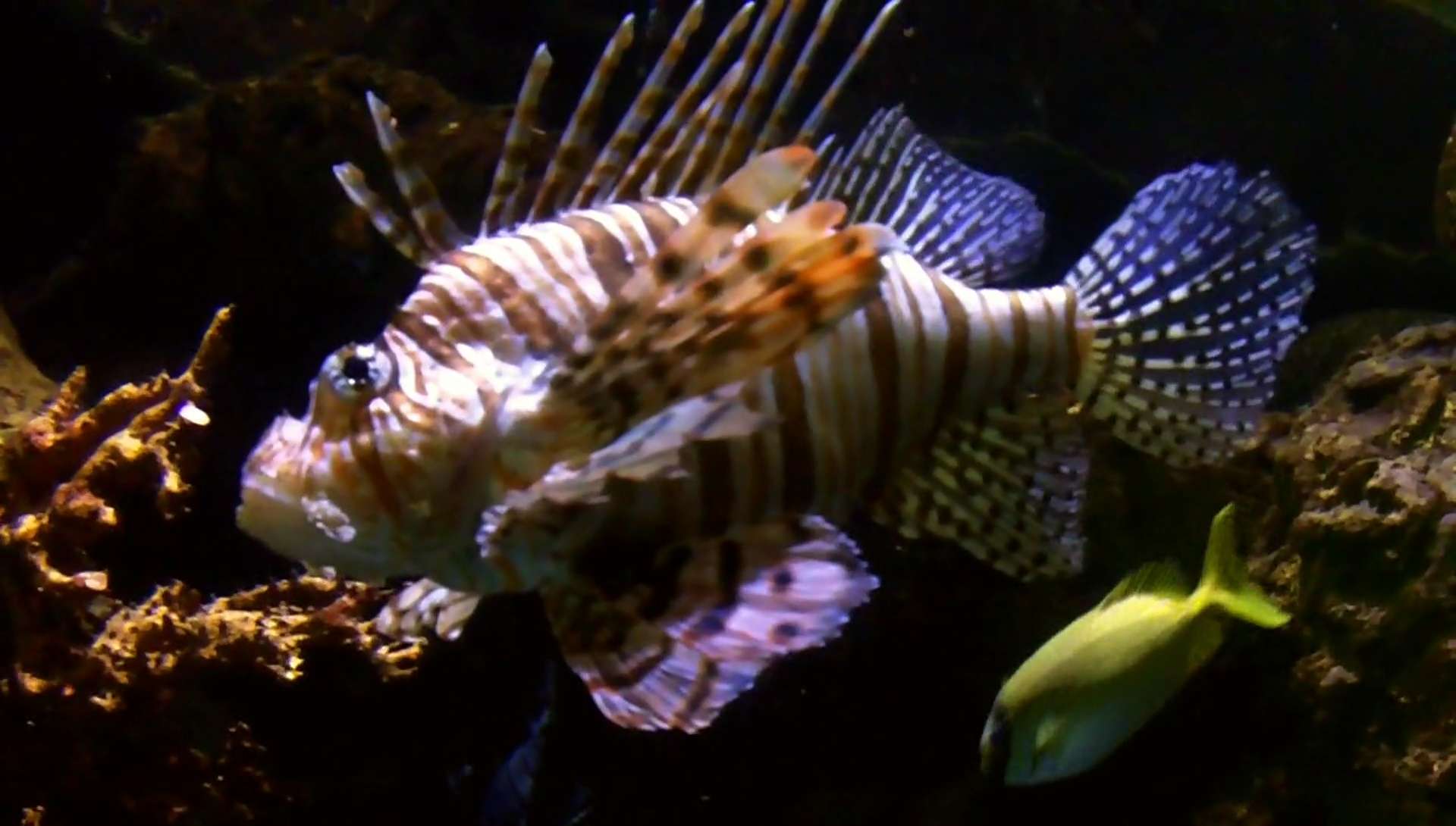 Royalty Free Stock Lionfish Video Footage Clip - Vidsplay.com