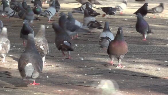 Pigeons in the Park