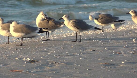 Seagulls at Beach