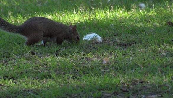 Squirrel in the Park