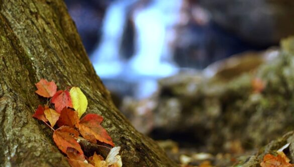 Tree and Waterfall