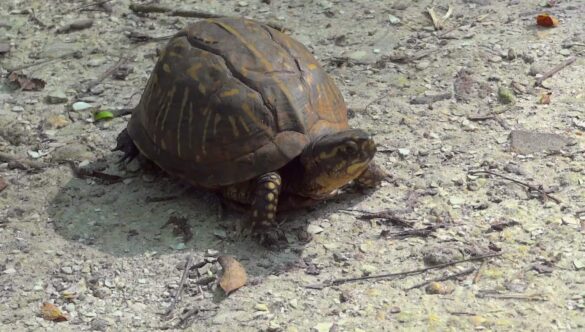 Box Turtle