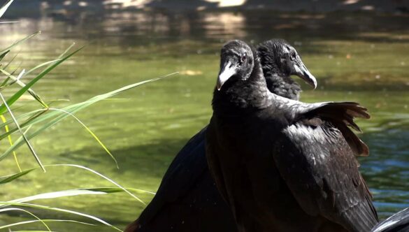 Black Vultures Buzzard