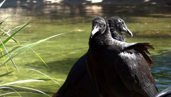 Black Vultures Buzzard