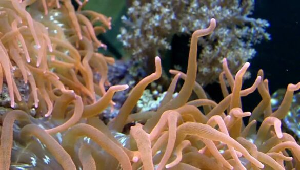 Underwater Anemone