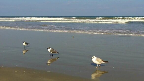 Beach and Seagulls