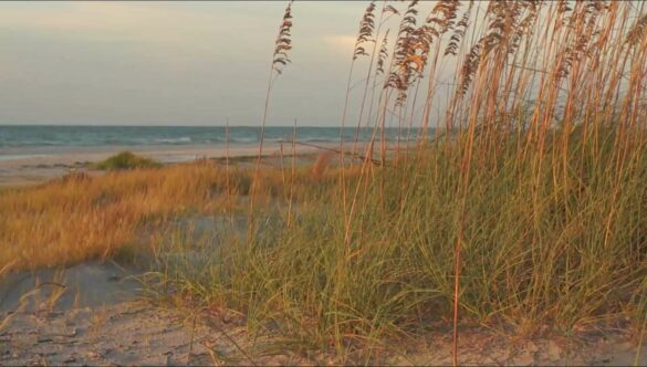 Beach Dunes