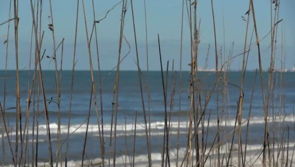 Beach Grass