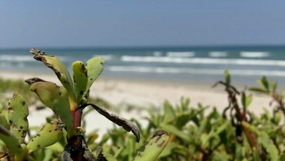 Beach Plant