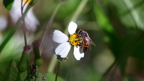 Honey Bees Pollination