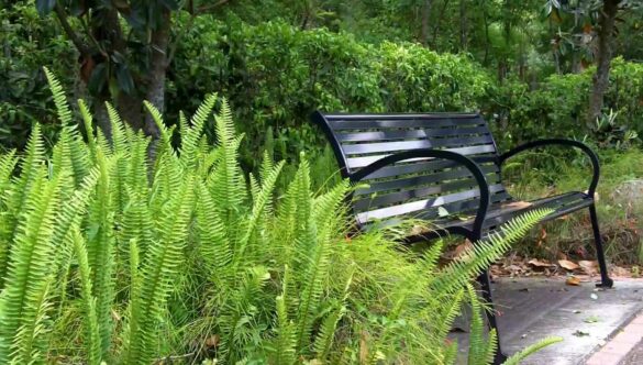 Park Bench and Ferns