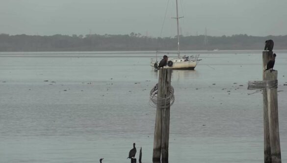 Birds on Abandoned Fishing Pier