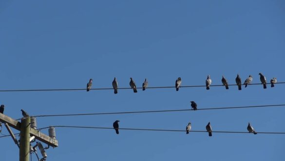 Birds on a Wire Pole