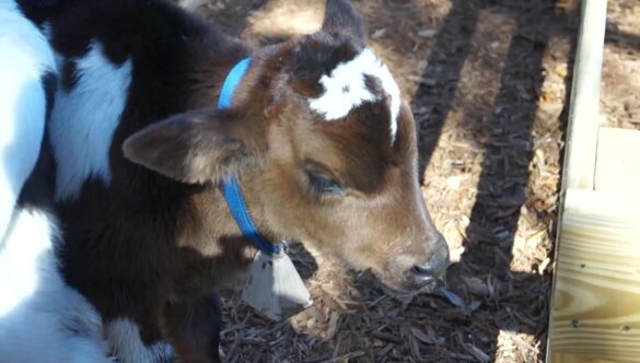 Calf Baby Cow