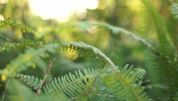 Green Ferns