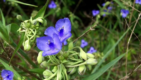 Blue Flowers