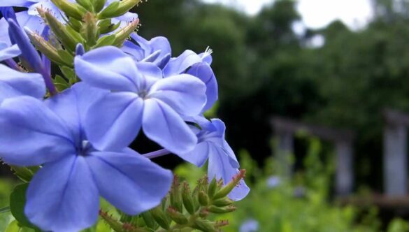 Violet Flowers