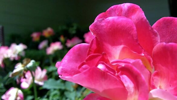 Magenta Flowers