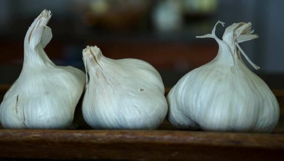 Garlic Bulbs