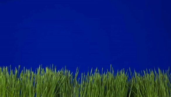 Chroma Key Grass Blue Screen