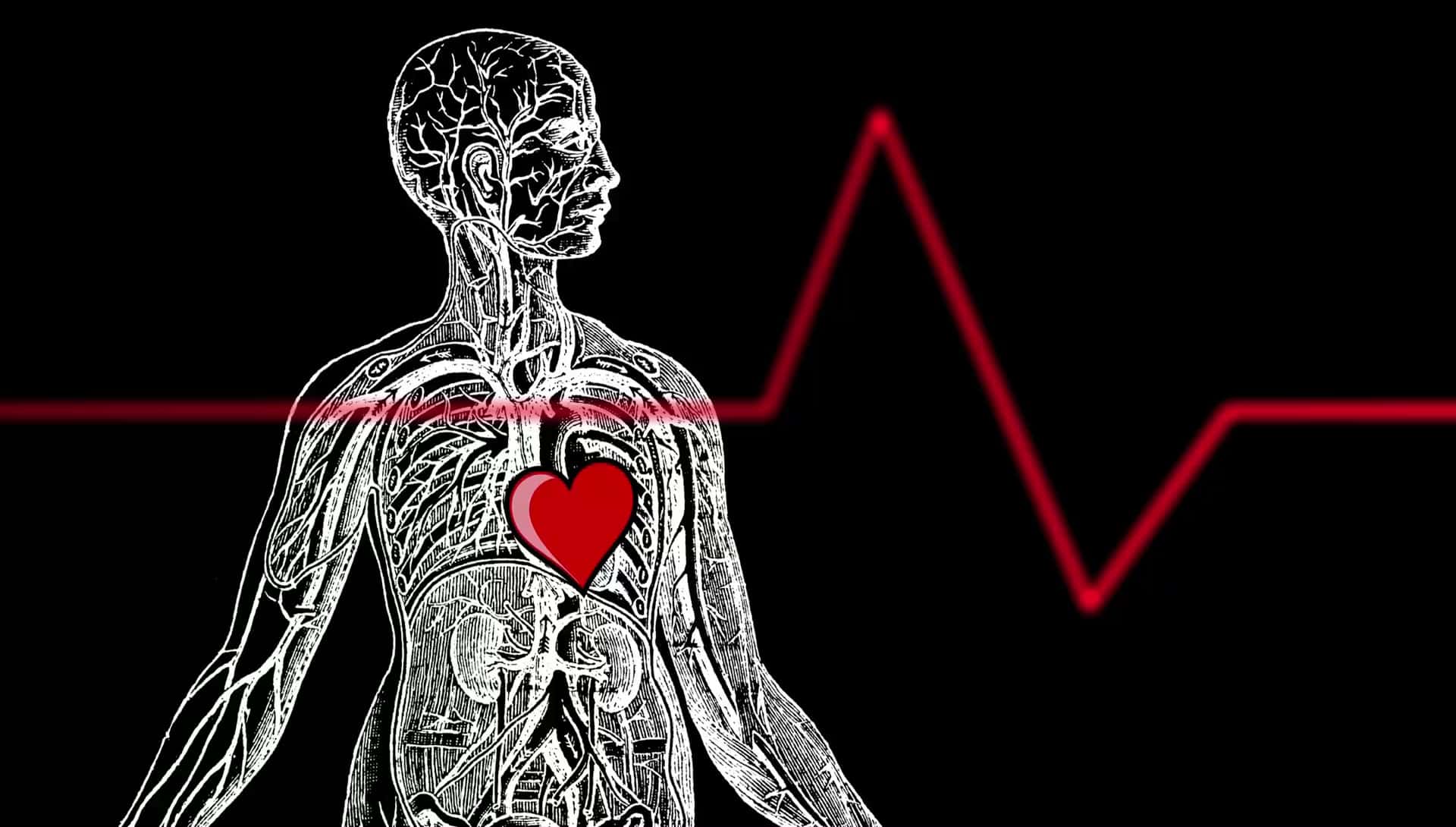 Живое сердце бьется. Сердце пульсирует. Биение человеческого сердца.