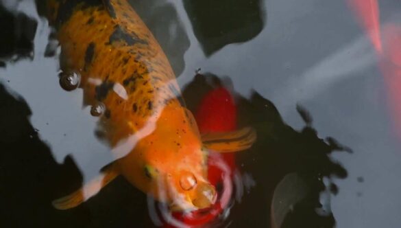 Koi Fish in Pond