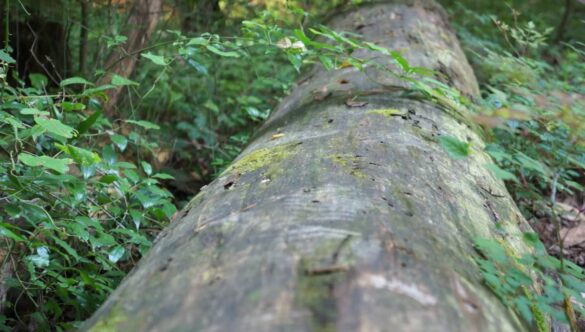 Log in Forest Logging