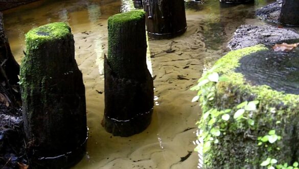 Green Moss Trunk Wood