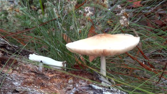 Wild Mushroom