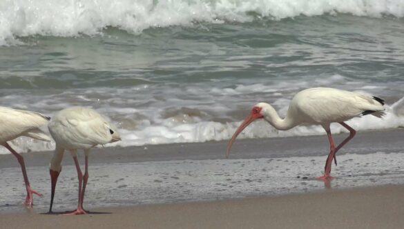 Ocean Beach Birds