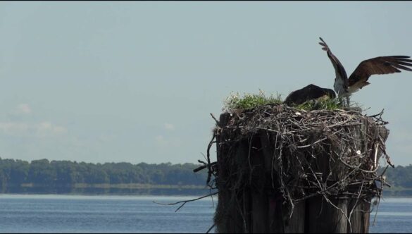 Osprey Birds Nest
