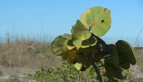 Sea Grape Plant