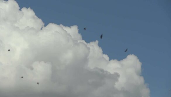 Birds Flying Circling in the Sky