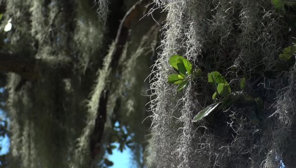 Spanish Moss