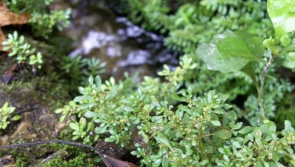 Water Spring and Plants