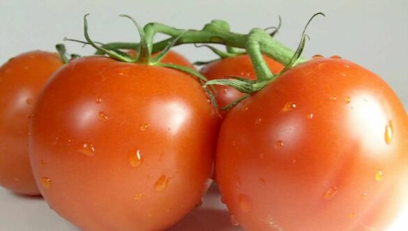 Tomatoes – White Background