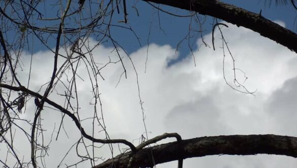Tree Branches and Clouds