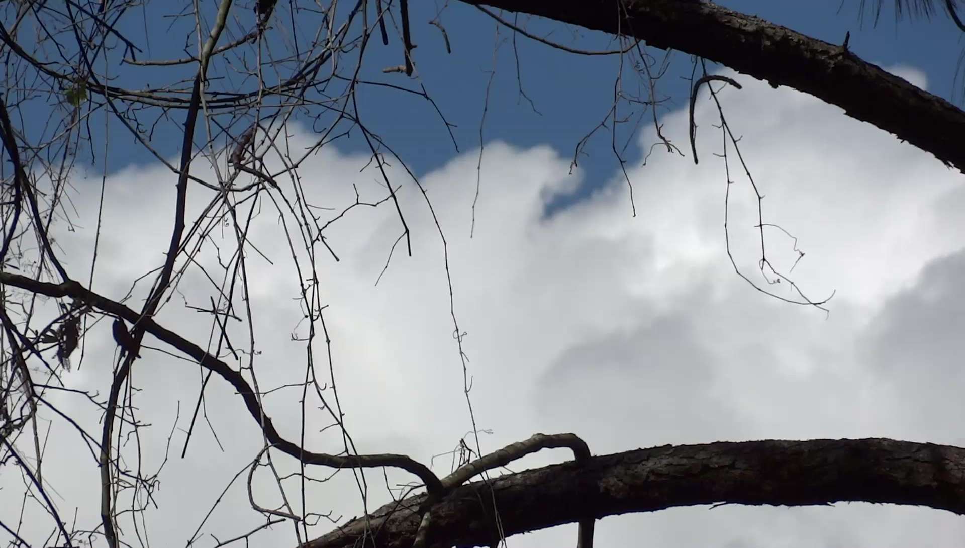 Free Tree Branches and Clouds Stock Video Footage