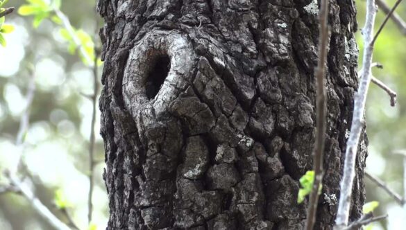 Tree Knot Close-up