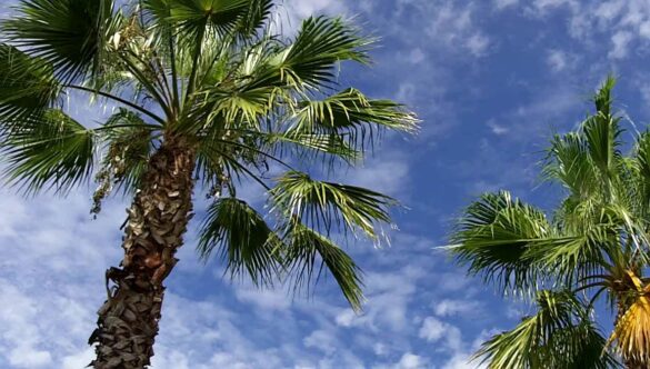 Tropical Palm Trees