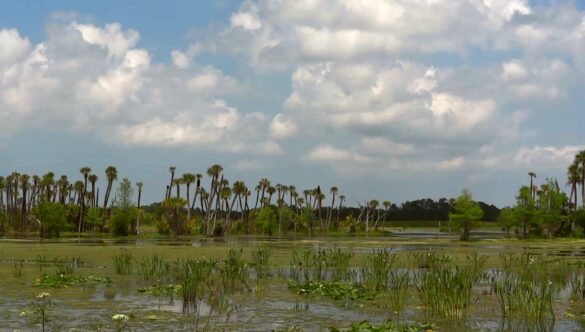 Wetlands